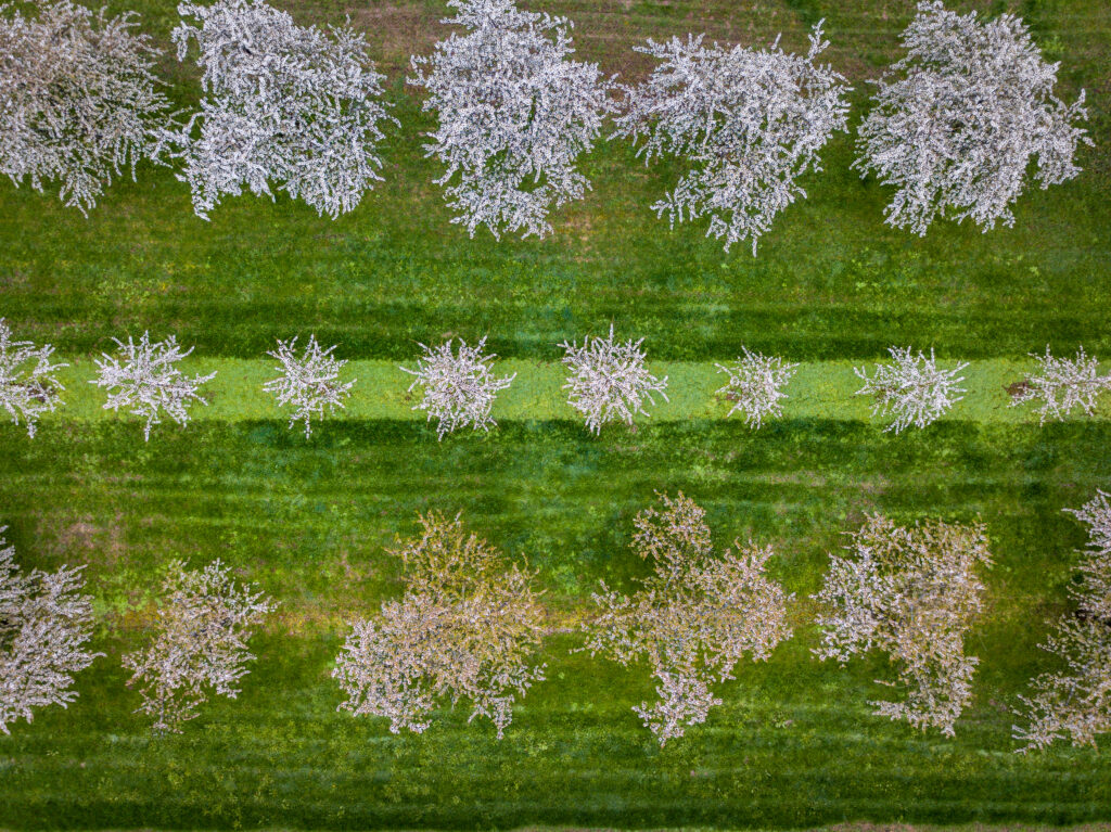 Drohnenaufnahme Kirschblüte