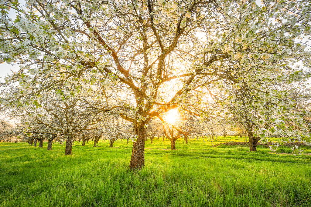 Kirschbaumm in der Blüte