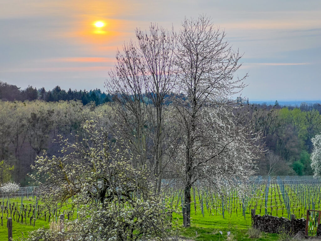 Obstblüte Aspichhof