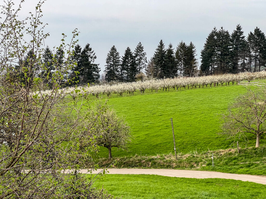 Obstblüte Aspichhof