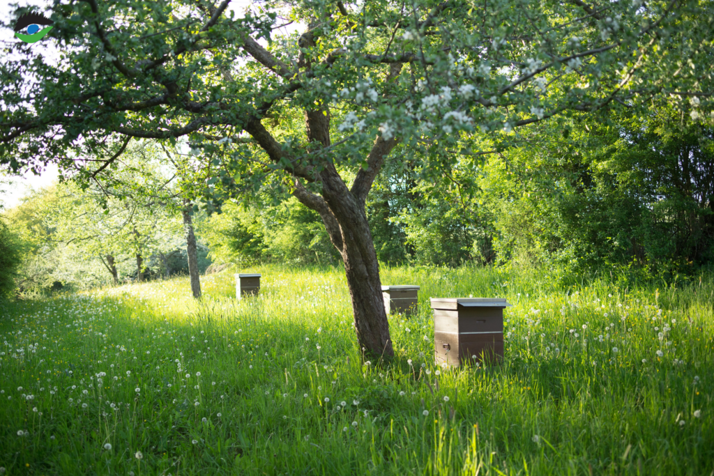 Bienen auf Streuobstwiesen