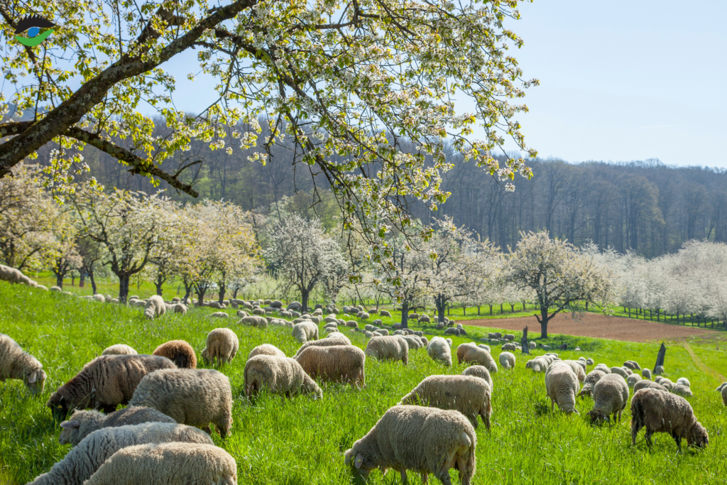 Viehaltung auf Streuobstwiesen