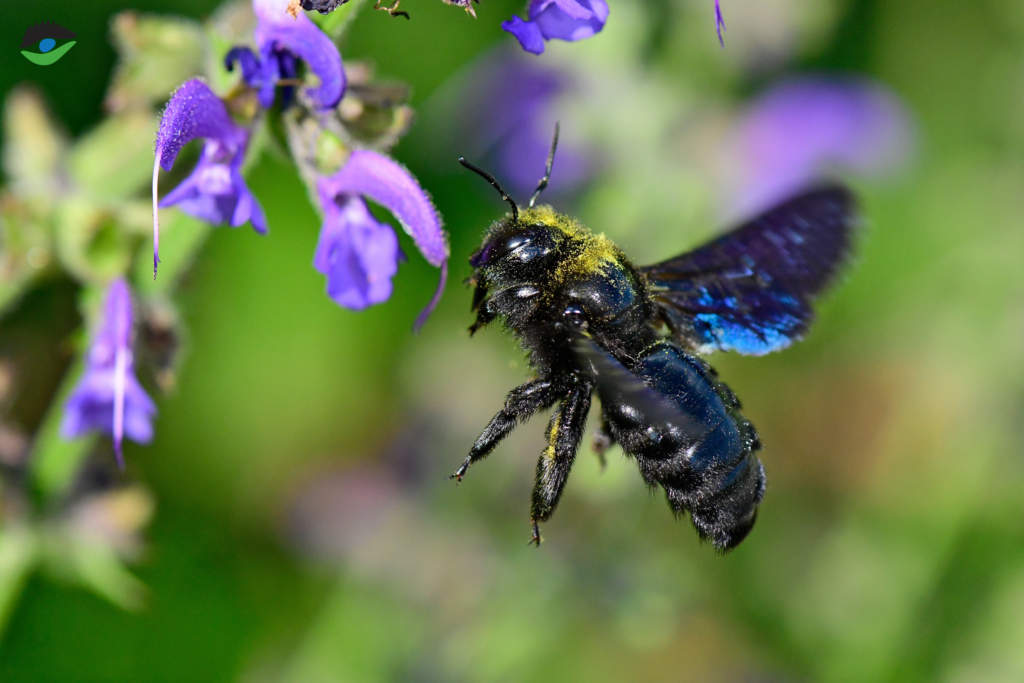 Blauschwarze Holzbiene auf Streuobstwiesen