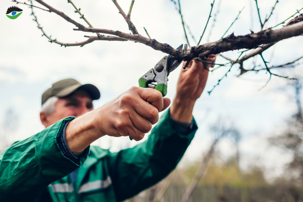 Streuobstwiesen bedürfen der Pflege