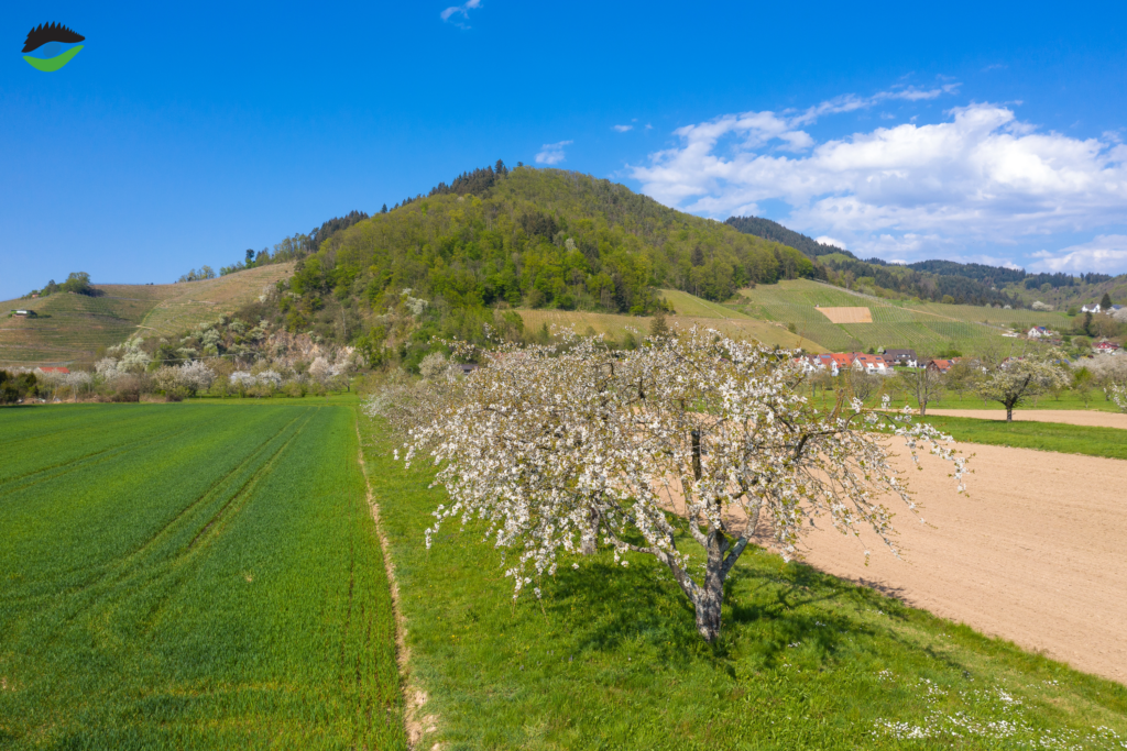 Streuobstwiesen