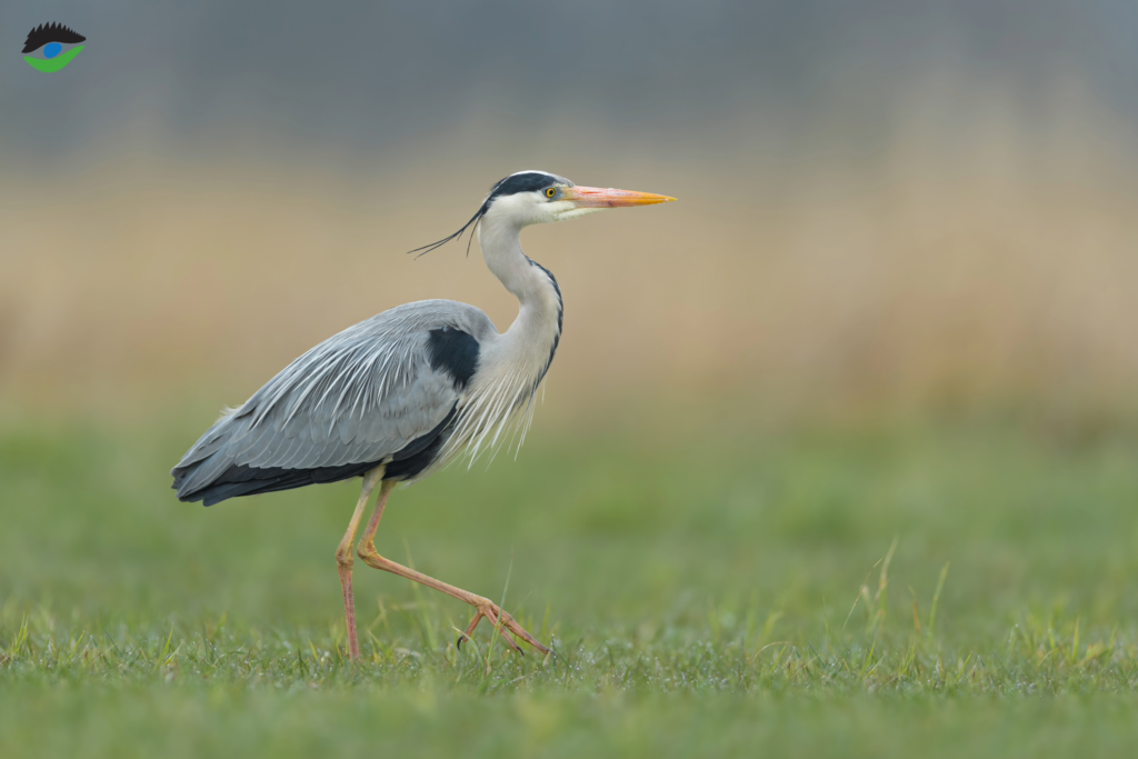 Graureiher auf Streuobstwiese