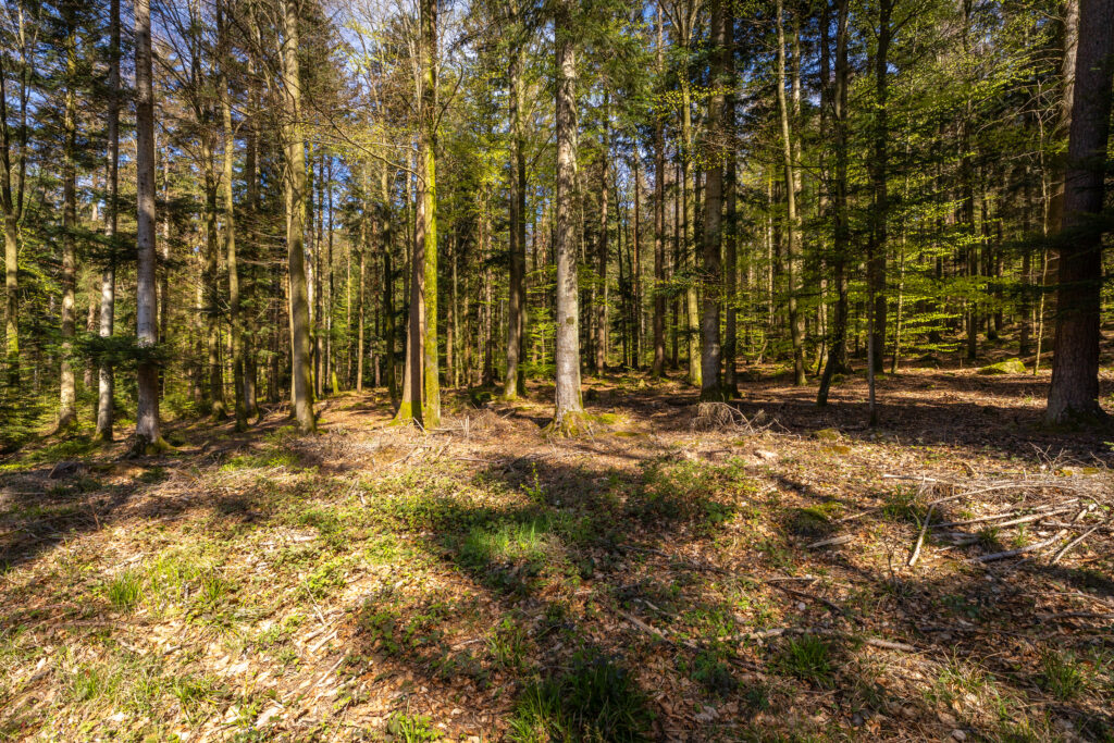 Geo-Tour Straubenhardt mit Dr. Andreas Megerle