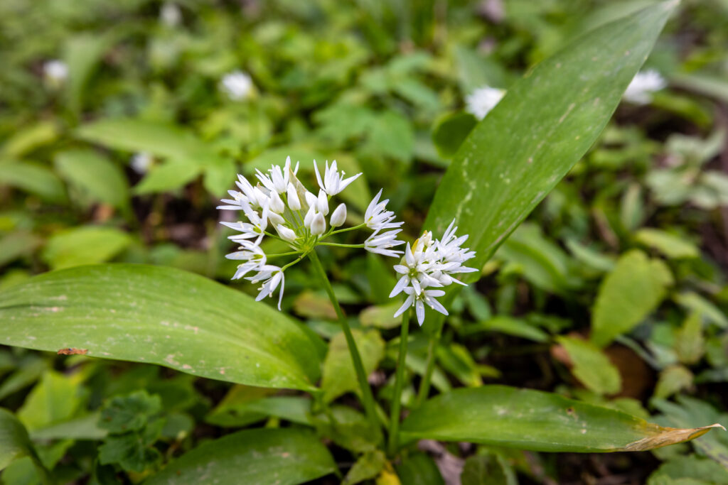 Bärlauch am Wegesrand