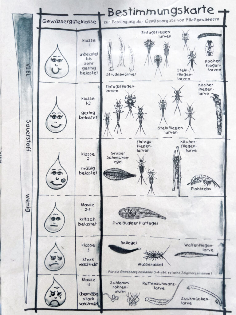Bestimmungskarte Wasser Lebewesen
