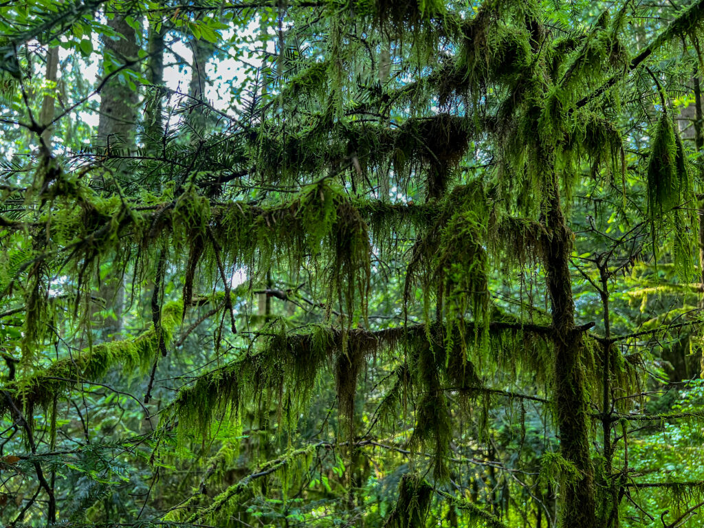 Moose im Schwarzwald
