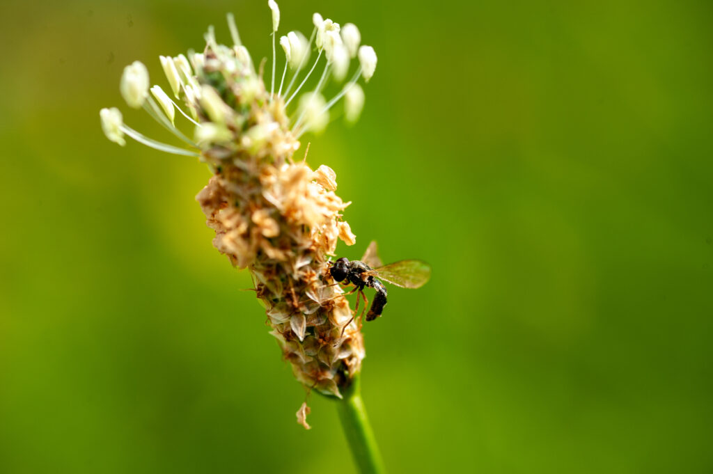 Einsatz für mehr Artenvielfalt 