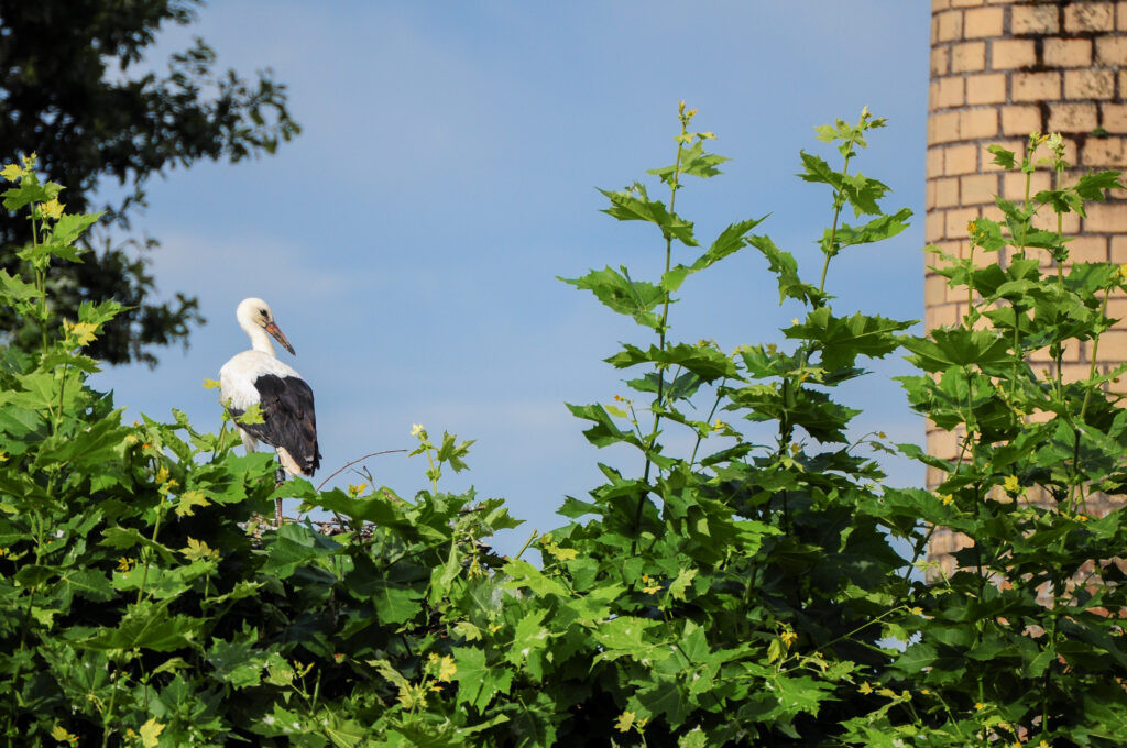 Storch
