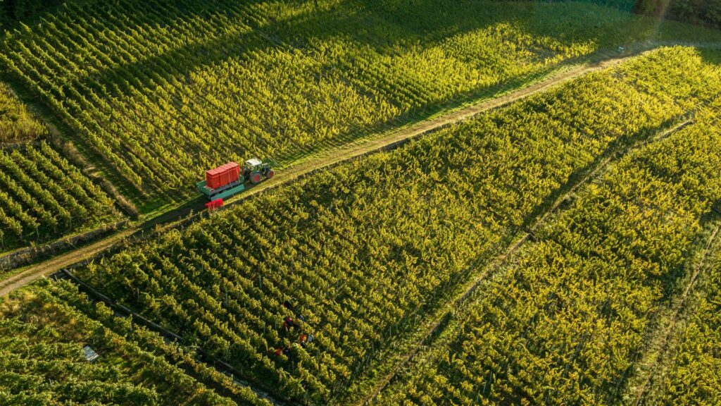Weinberg im Naturpark Schwarzwald Mitte/Nord 