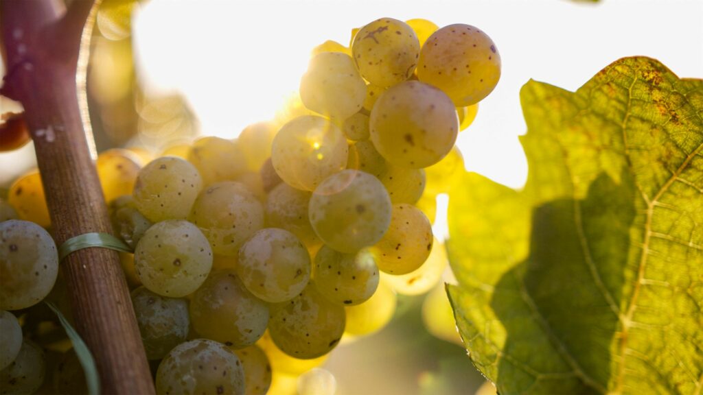 Trauben für den Wein im Naturpark-Schwarzwald Mitte/Nord 