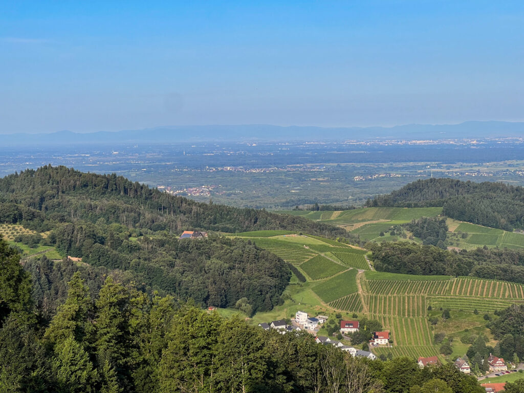 Blick auf die Weinberge rund um Sasbachwalden