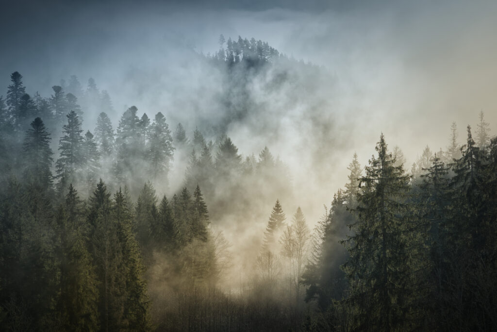 Beim Fotowettbewerb des Naturparks Schwarzwald Mitte/Nord reichten 336 Teilnehmende 613 Fotos ein.