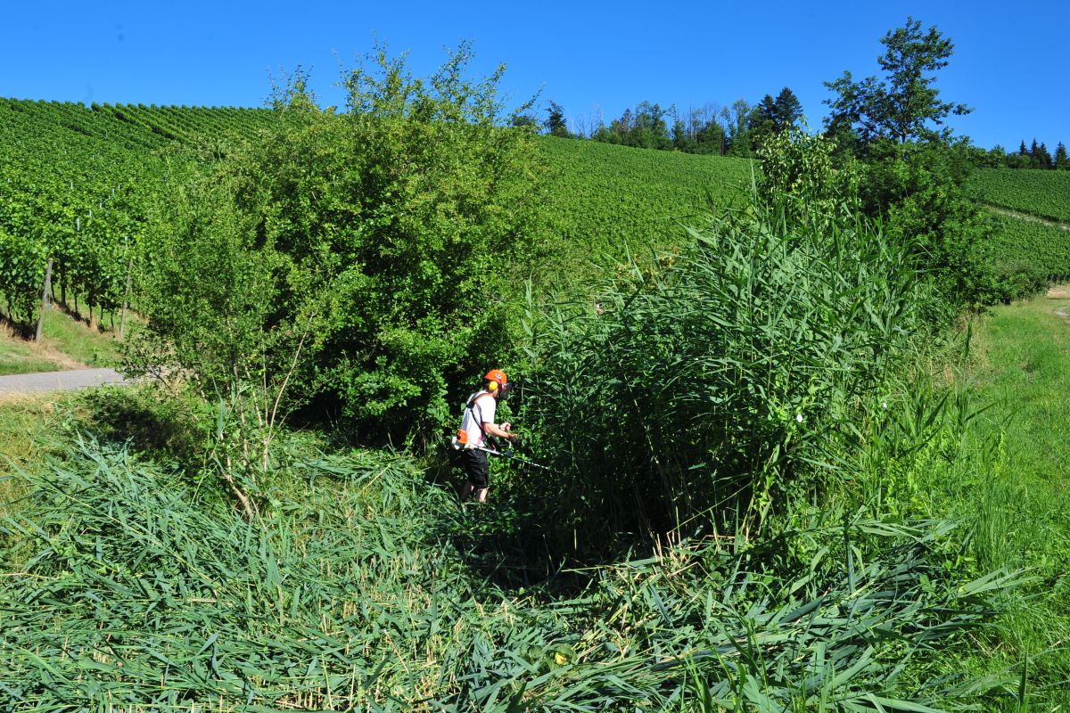 Christian Schütt/Naturpark Schwarzwald Mitte/Nord