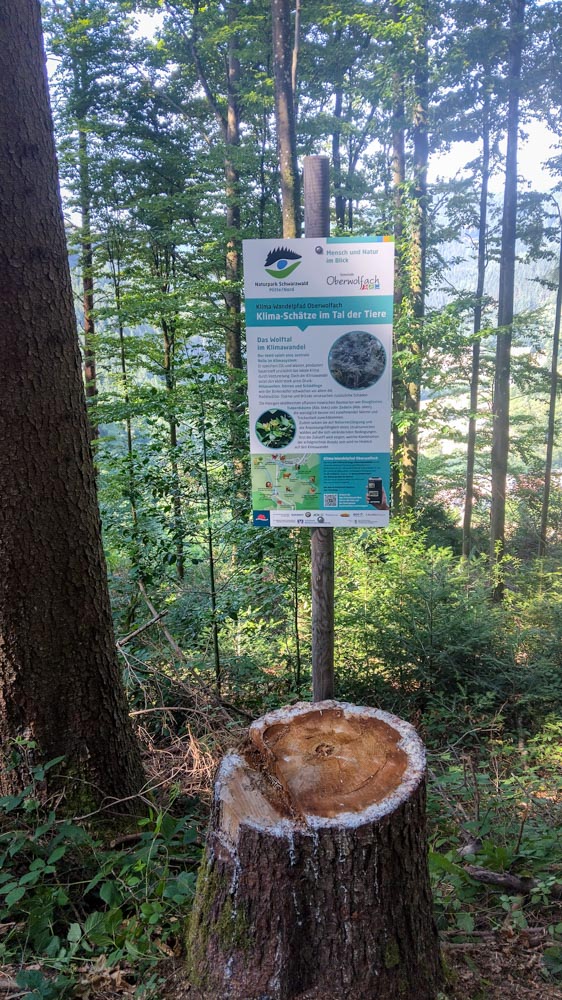 Klarer Bach mit Steinen im Wolftal, Station des Klima-Wandelpfads Oberwolfach