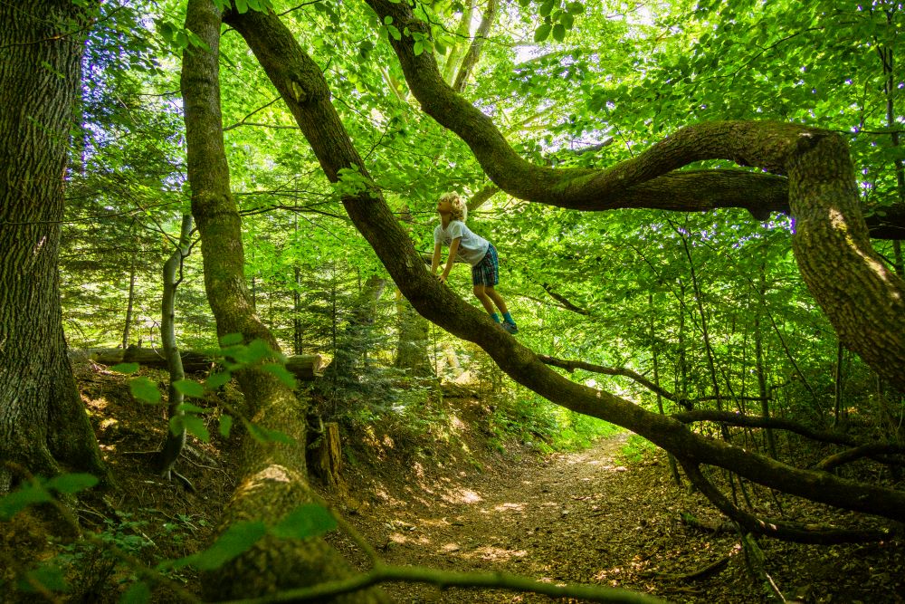 Ein Junge klettert auf einem Baum.