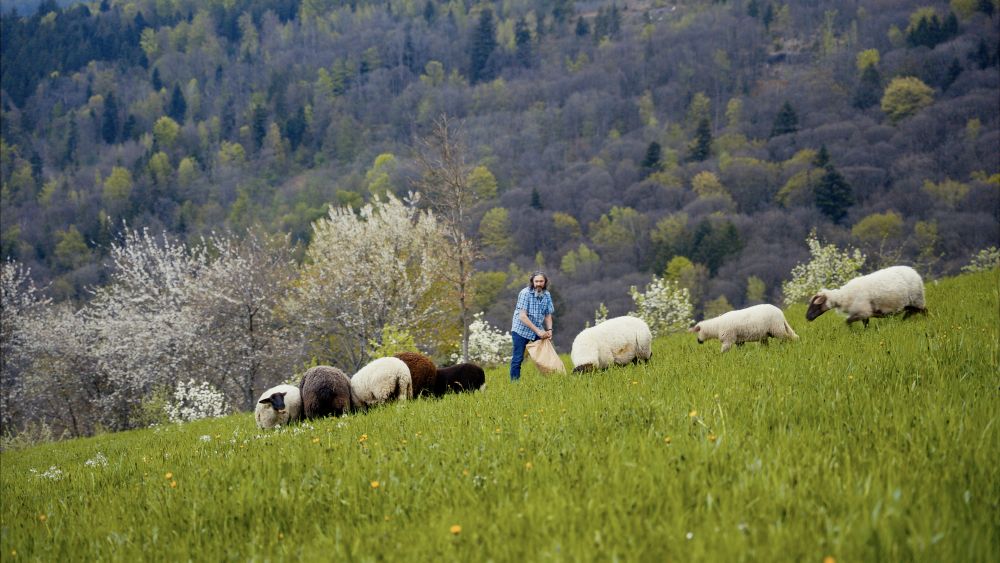 Mann mit Schafen bei der Fütterung auf der Wiese