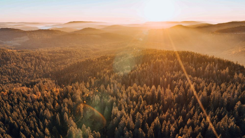 Schwarzwälder Waldlandschaft aus der Vogelperspektive