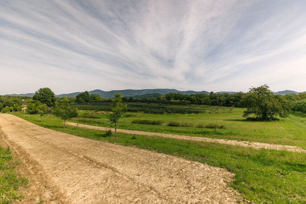 Grünfläche, auf der Agroforst-Strukturen enstehen