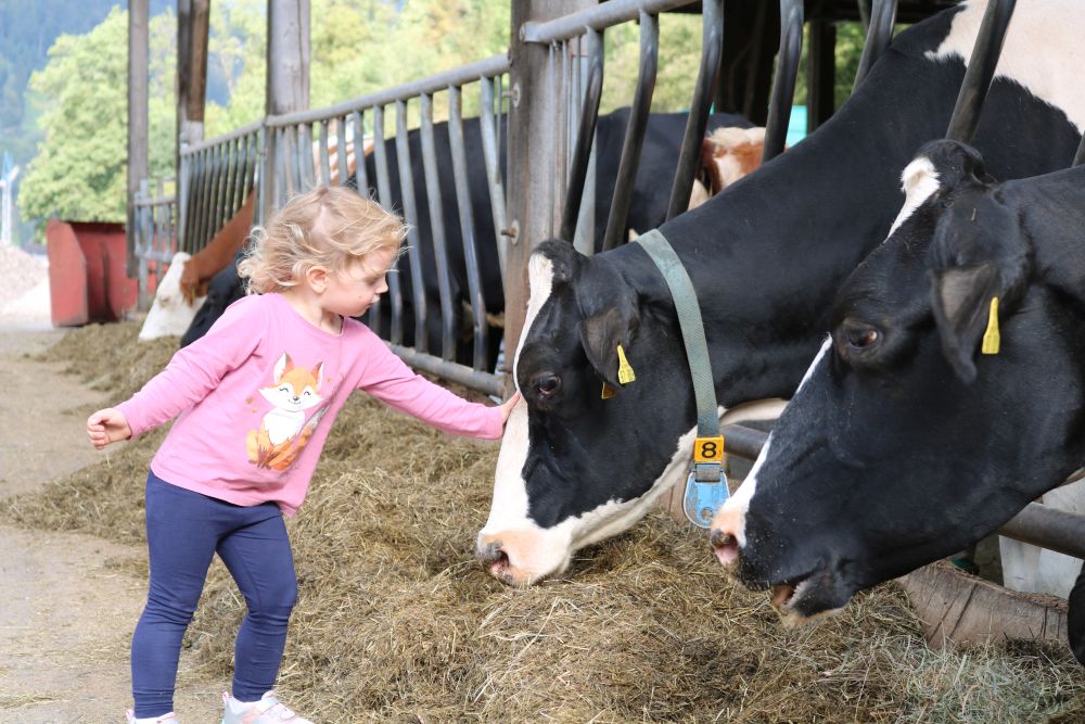 Ein Mädchen streichelt die Stirn einer Kuh im Stall.