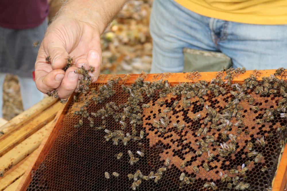 Rahmen aus einem Bienenstock mit Bienen und teils gefüllten Honigwaben