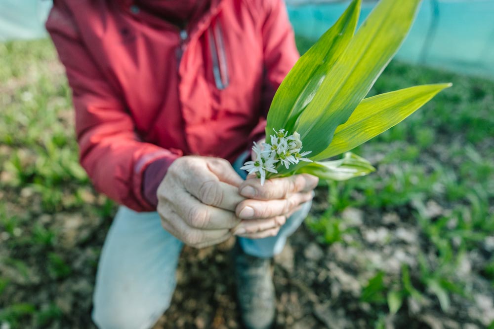 blühende Bärlauch-Pflanze