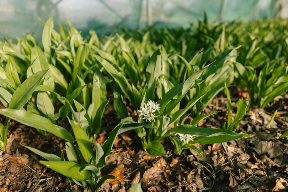 blühende Bärlauch-Pflanze auf einem Bärlauch-Feld