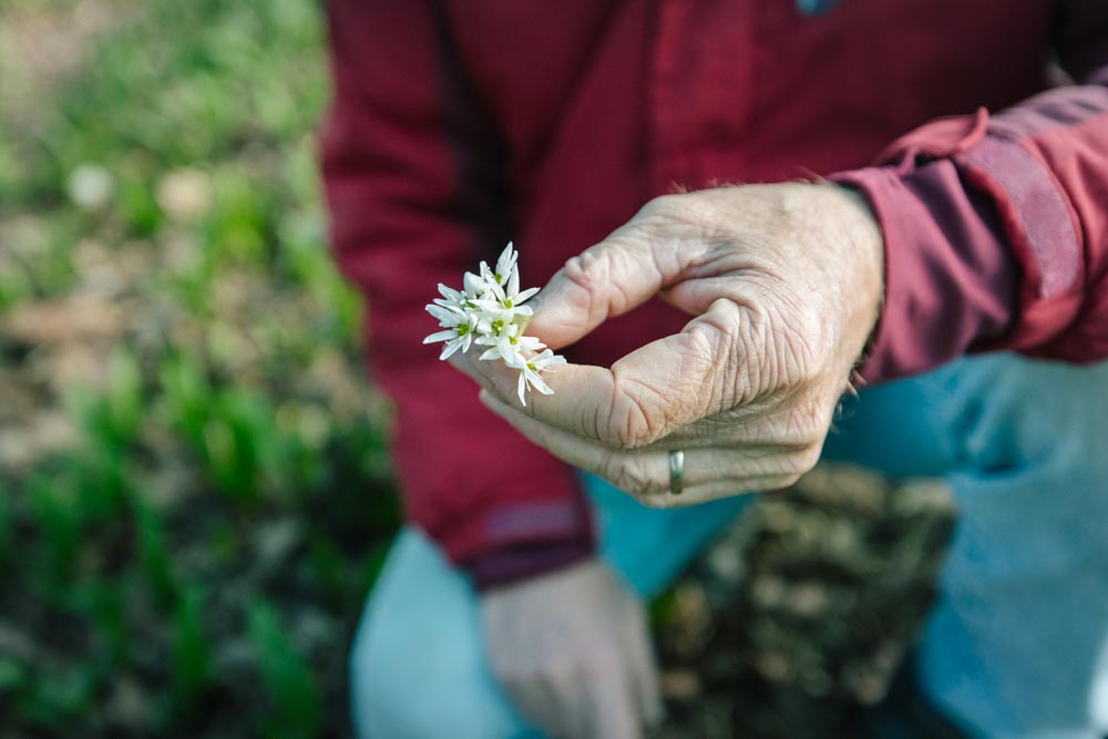 weiße Blüte einer Bärlauch-Pflanze