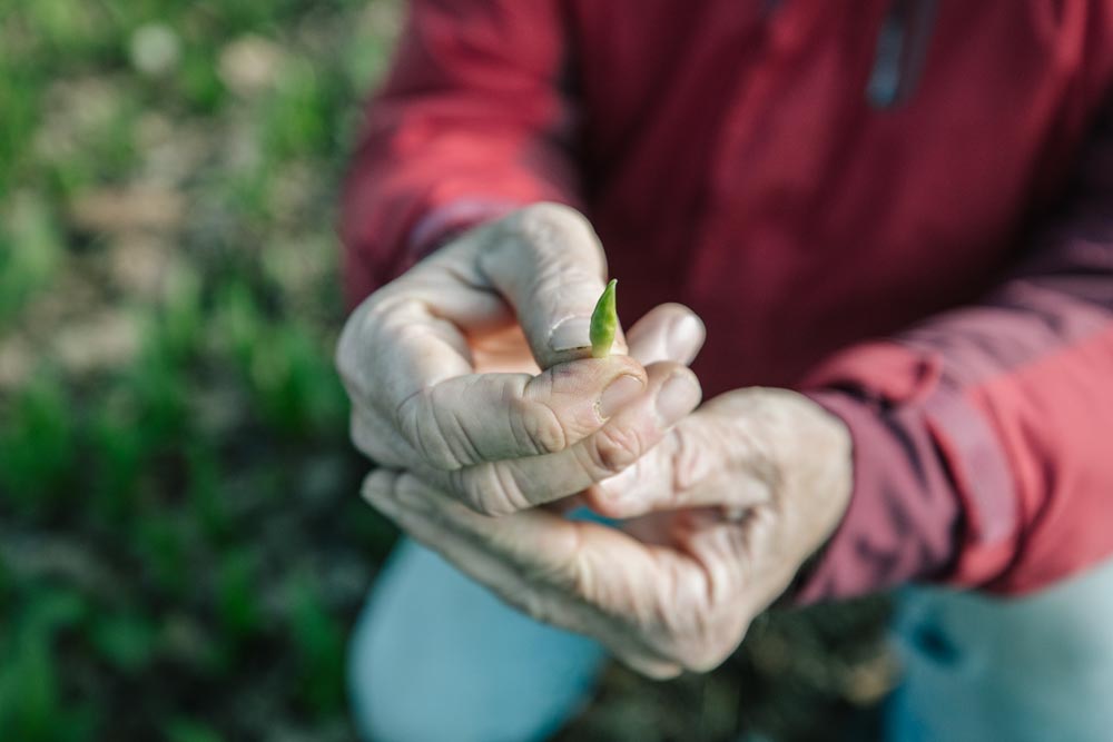 kleiner Spross einer Bärlauch-Pflanze