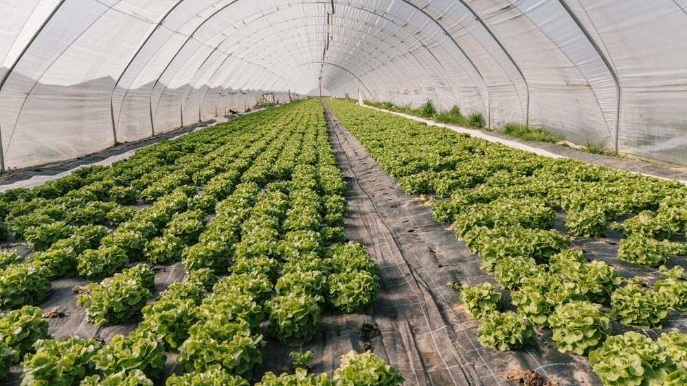 Bärlauch-Feld in einem Gewächshaus-Tunnel