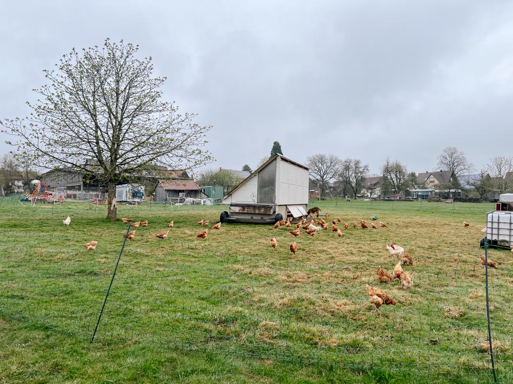 Hühner im Freiland