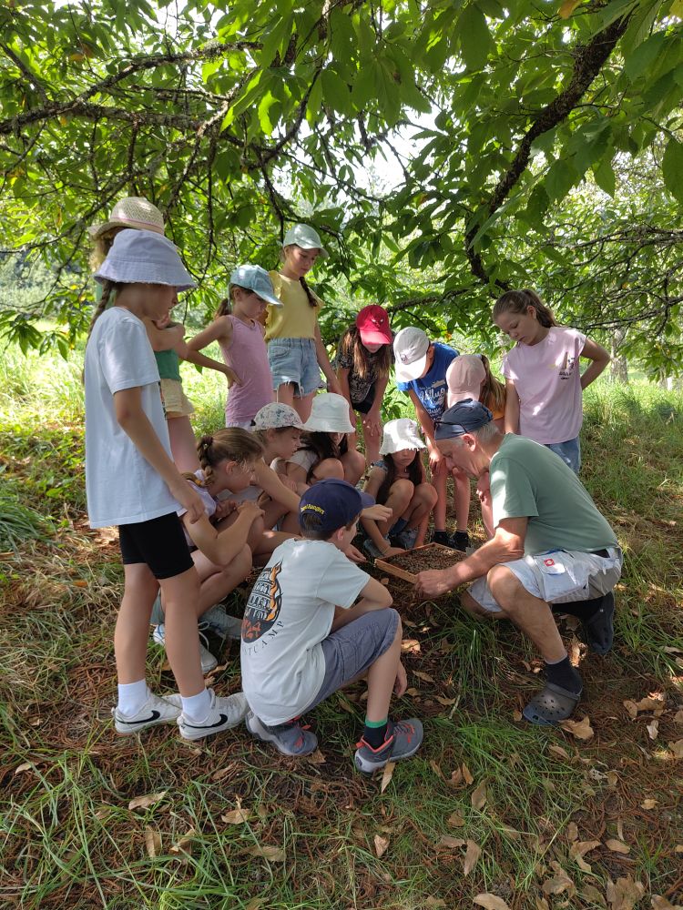 Mann zeigt Kindern auf einer Streuobstwiese einen Wabenrahmen mit Bienen.