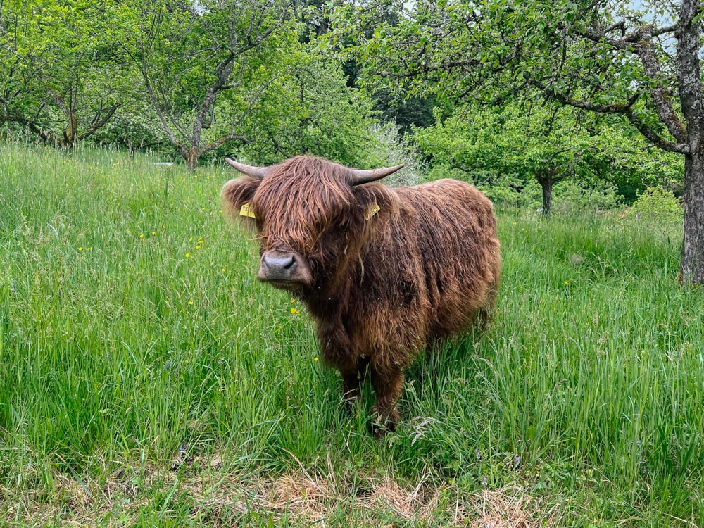Highland Rind vom Biohof Baumann steht auf einer Streuobstwiese beim Obstgut Leisberg