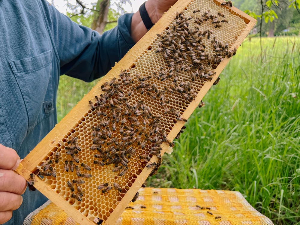Wabenrahmen mit Bienen und Honig
