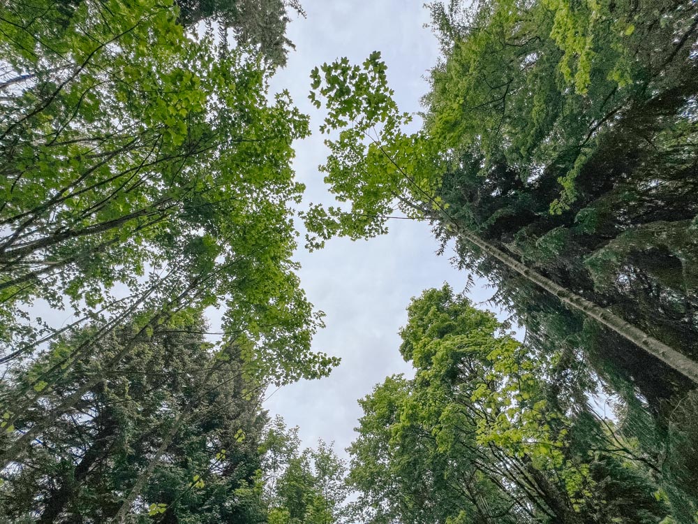 Bäume vom Boden aus in Richtung Himmel fotografiert