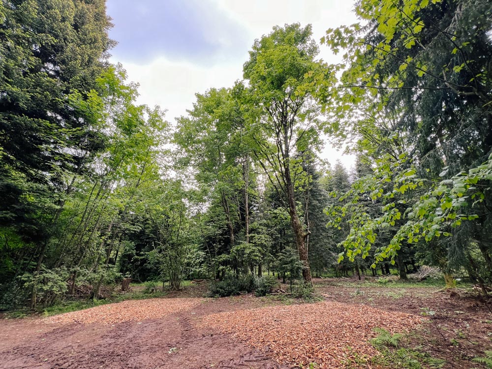 Zwei mit Hackschnitzeln ausgelegte Flächen im Wald