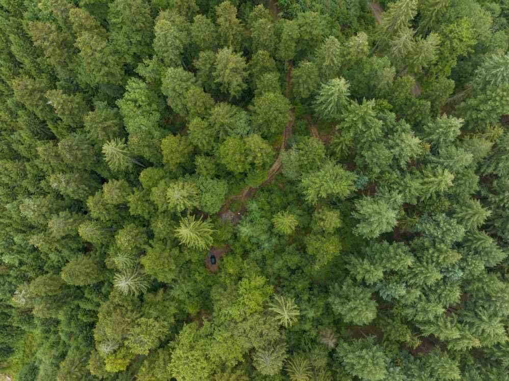 Zelt und Grillplatz im Wald aus der Vogelperspektive