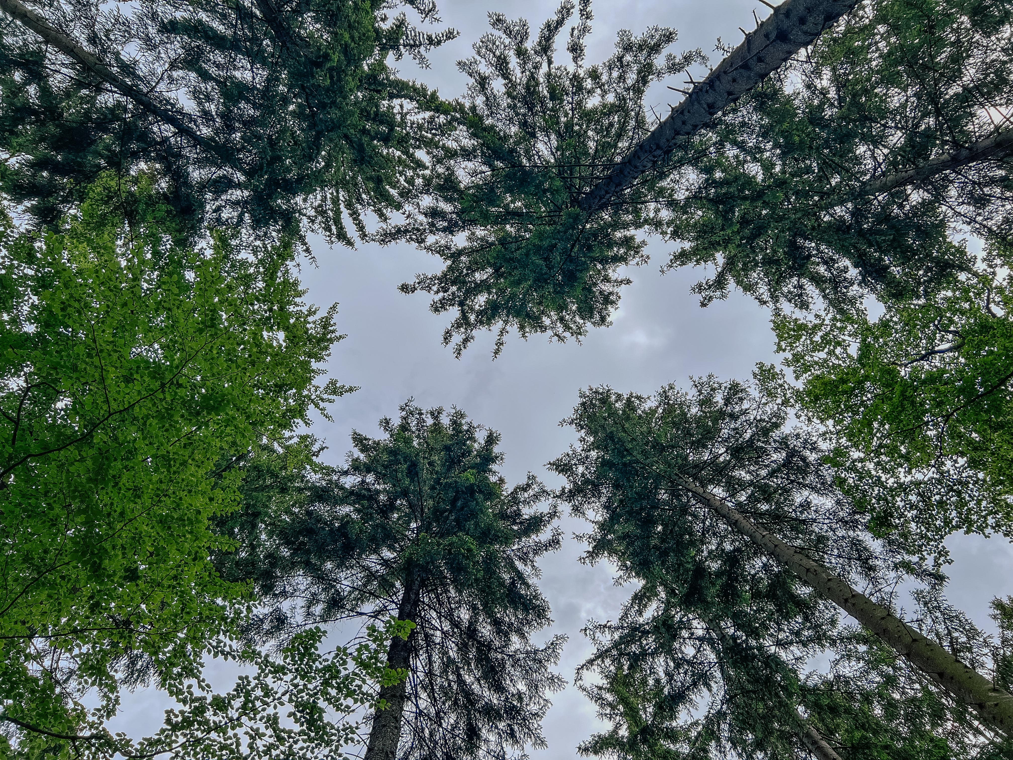 Baumkronen von unten in den Himmel fotografiert