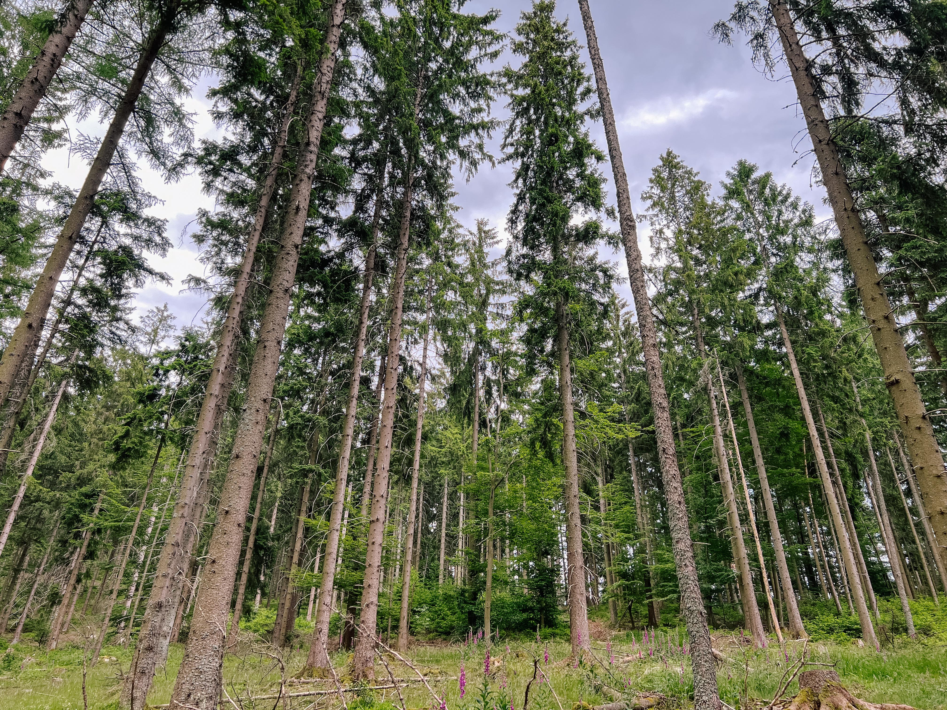 Wald ums Camp herum