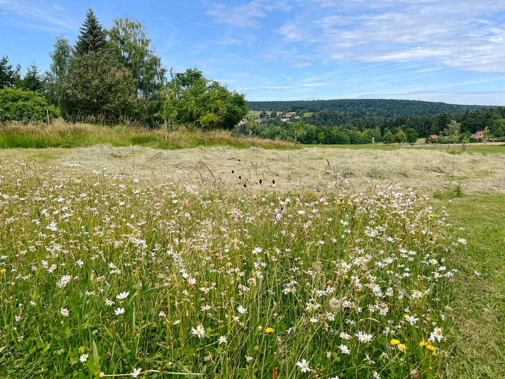 blühende Wildblumenwiese