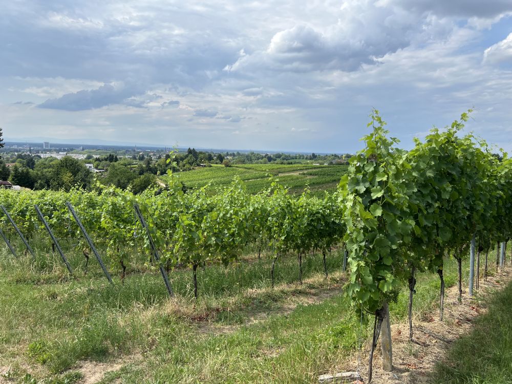 Weinreben mit Blick in die Rheinebene