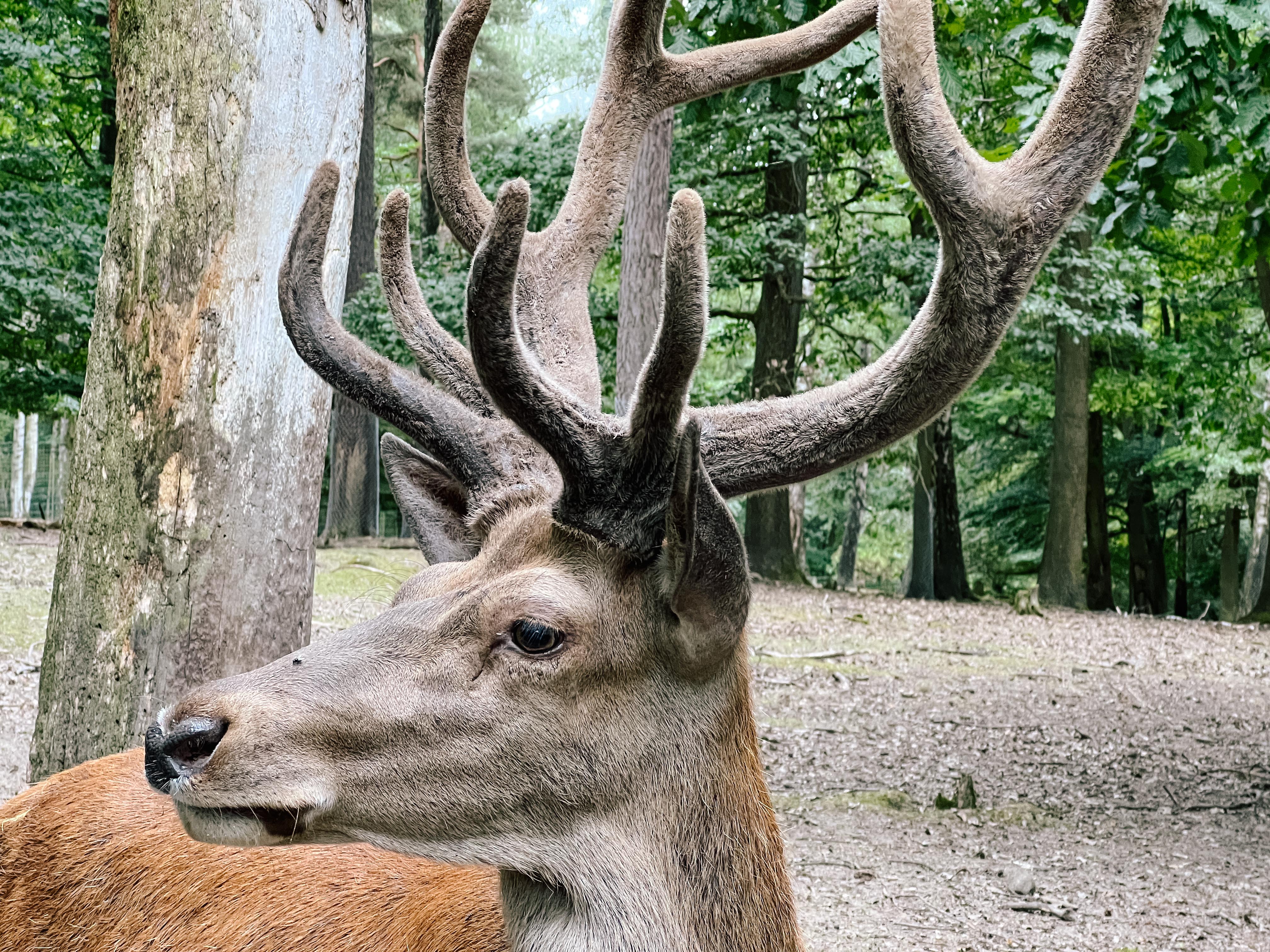 Hirsch mit großem Geweih im Wildpark Pforzheim