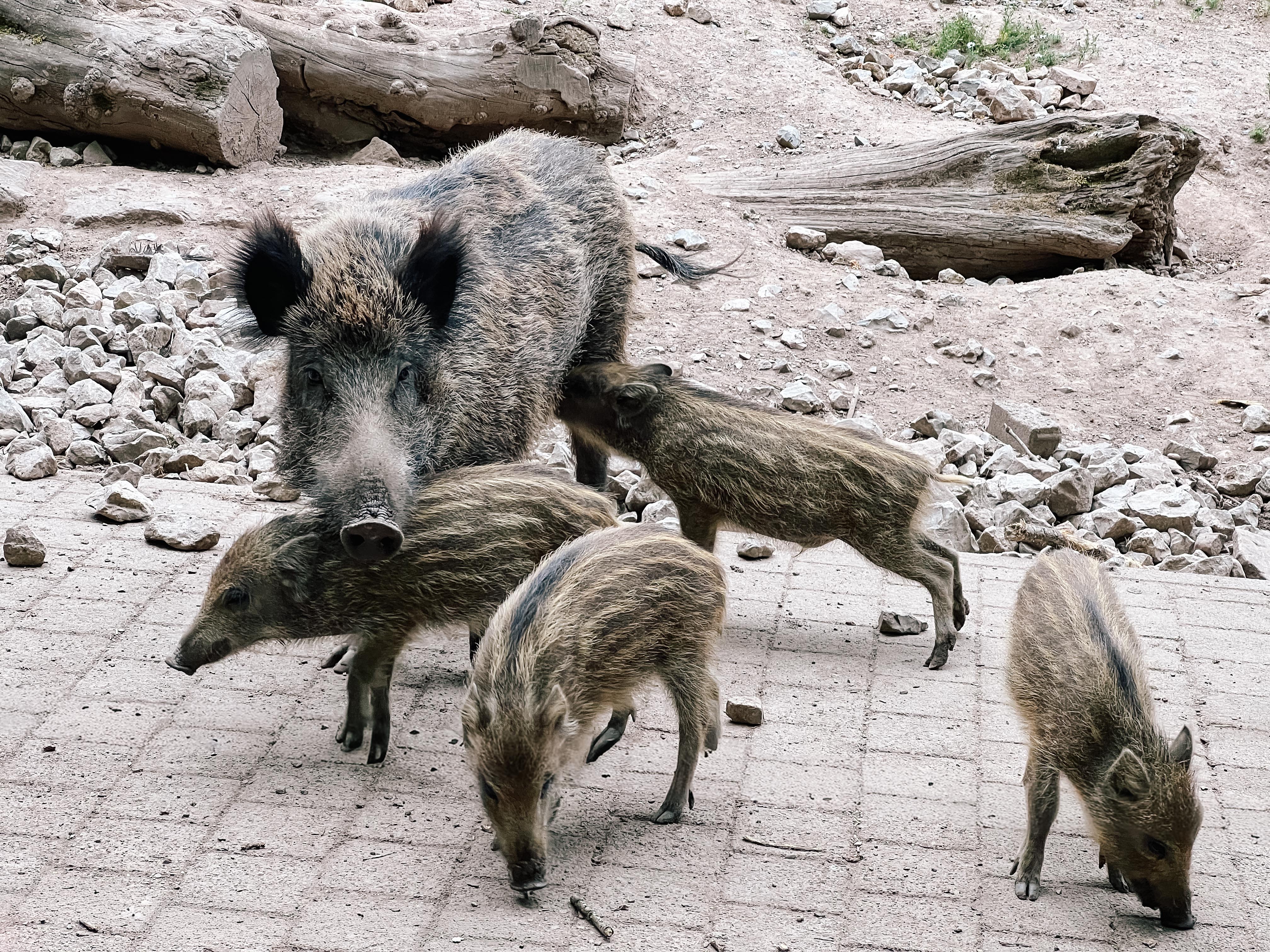 Wildschwein mit Frischlingen