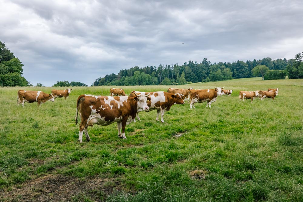 Kühe auf der Weide
