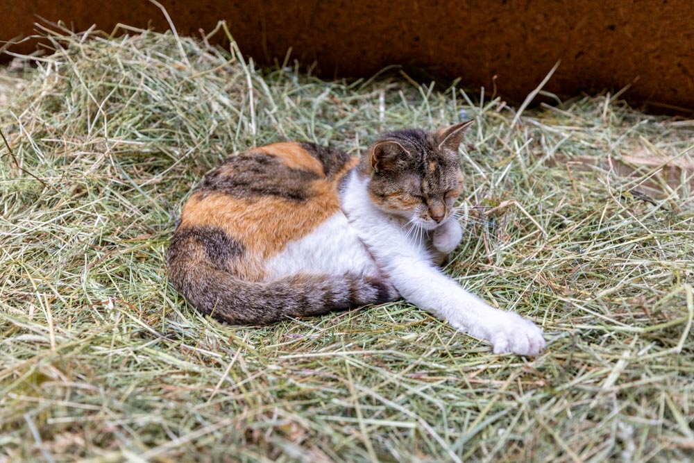 Katze im Heu