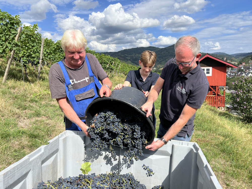 Drei Männer schütten Weintrauben aus einer Wanne in eine große Bütte im Weinberg.