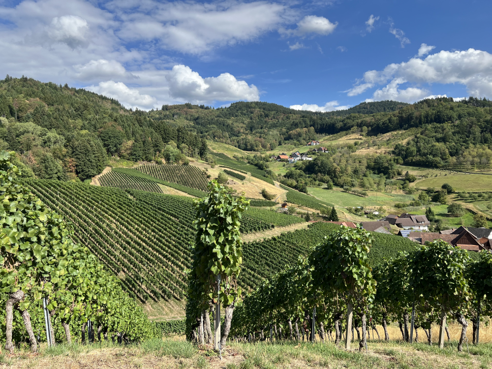 Weinberglandschaft mit Streuobstwiesen und Wald